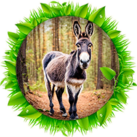 Burro